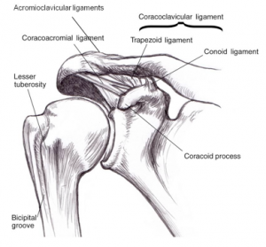 AC Ligaments