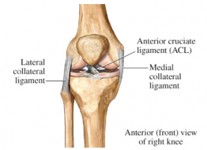 knee collateral ligaments