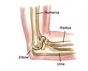 Lateral Elbow anatomy