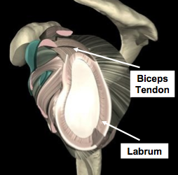 Biceps Tendon Labrum