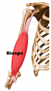 Distal Biceps Tendon