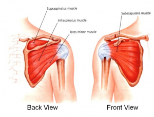 Rotator Cuff Front Back