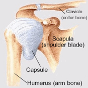 shoulder joint capsule
