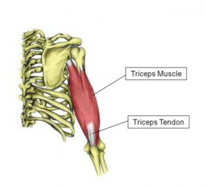 triceps tendon